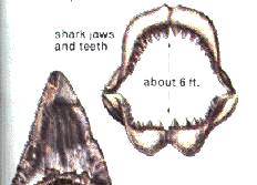 (Pic.
Shark tooth & Shark Jaw with 6ft.
span.)