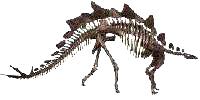 (Pic.
Stegosaurus Skeleton)